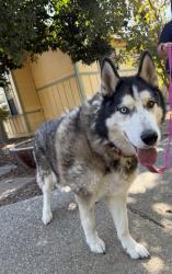 Found/Stray Unknown Dog last seen Elk Grove park, Elk Grove, CA 95624