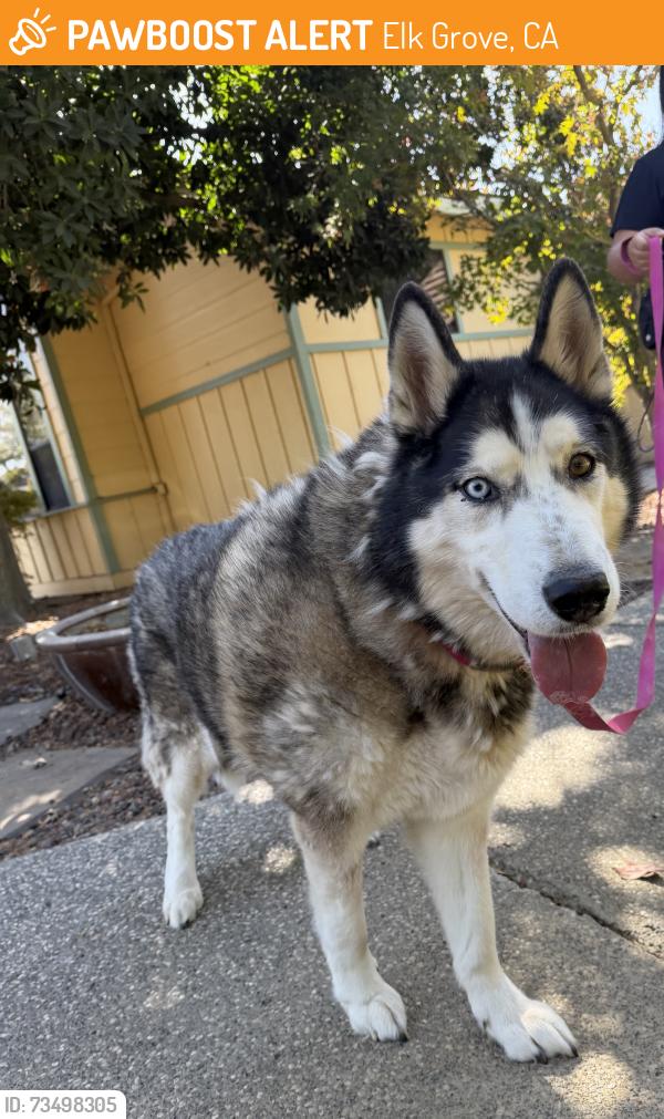 Found/Stray Unknown Dog last seen Elk Grove park, Elk Grove, CA 95624