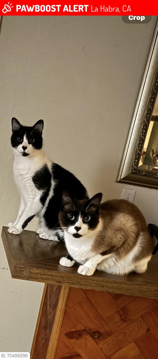 Lost Male Cat last seen Imperial, La Habra, CA 90631