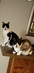 Lost Male Cat last seen Imperial, La Habra, CA 90631