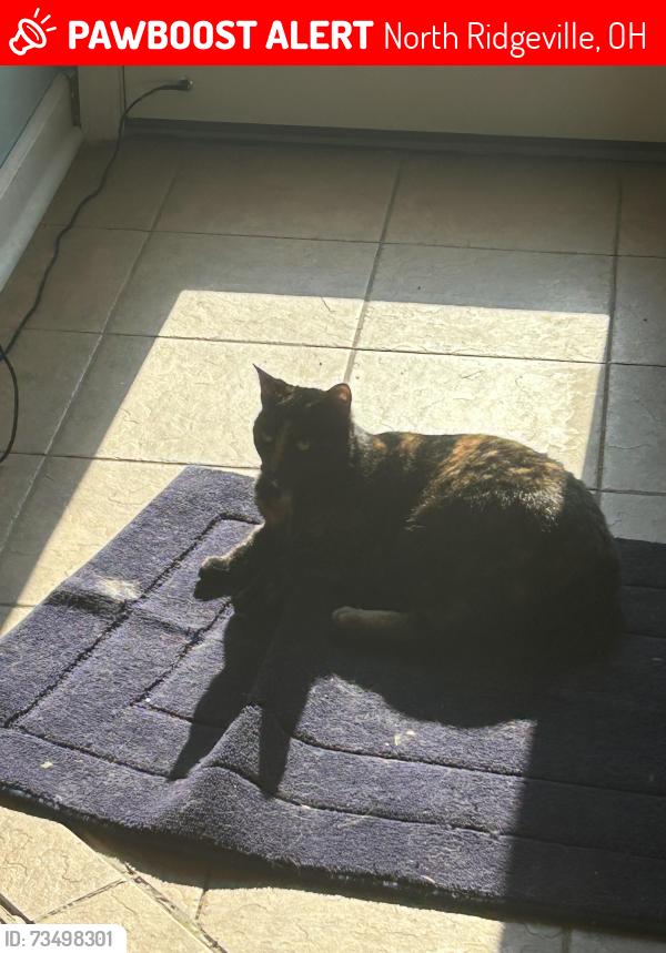 Lost Female Cat last seen Mildred, North Ridgeville, OH 44039