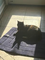 Lost Female Cat last seen Mildred, North Ridgeville, OH 44039