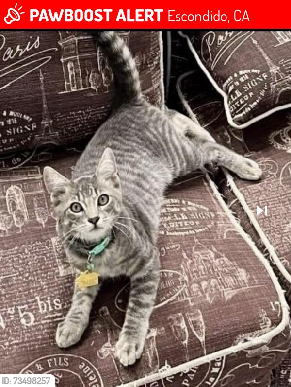 Lost Male Cat last seen Terrace Ave and Ash Ave in Escondido, Escondido, CA 92026