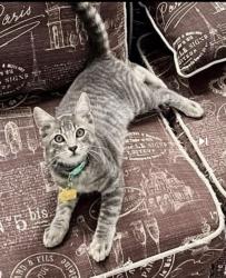Lost Male Cat last seen Terrace Ave and Ash Ave in Escondido, Escondido, CA 92026