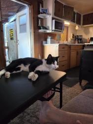 Lost Male Cat last seen 240th and 30th, Kent, WA 98032