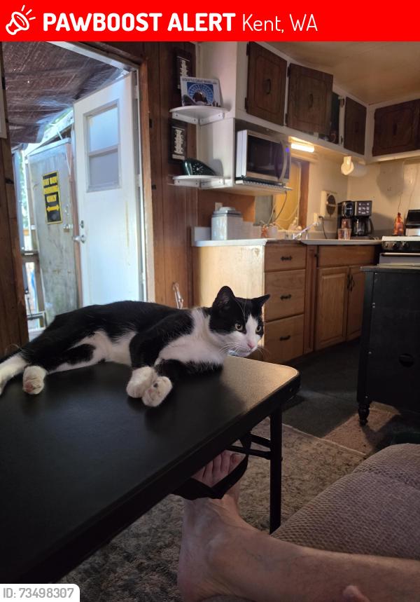 Lost Male Cat last seen 240th and 30th, Kent, WA 98032