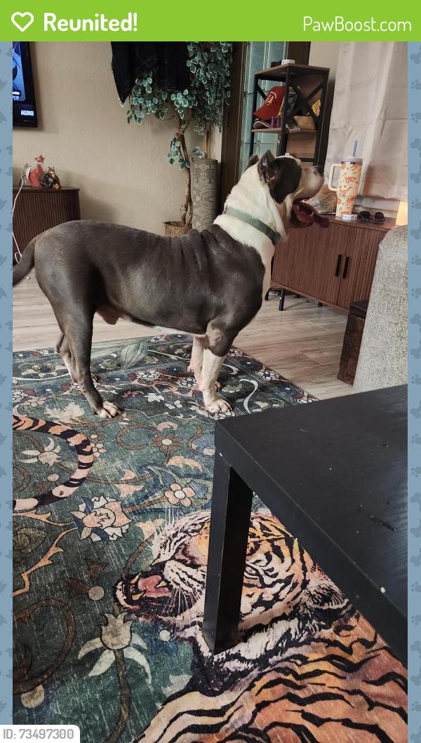 Reunited Male Dog last seen Rose Avenue, Beverly Hills, FL 34465