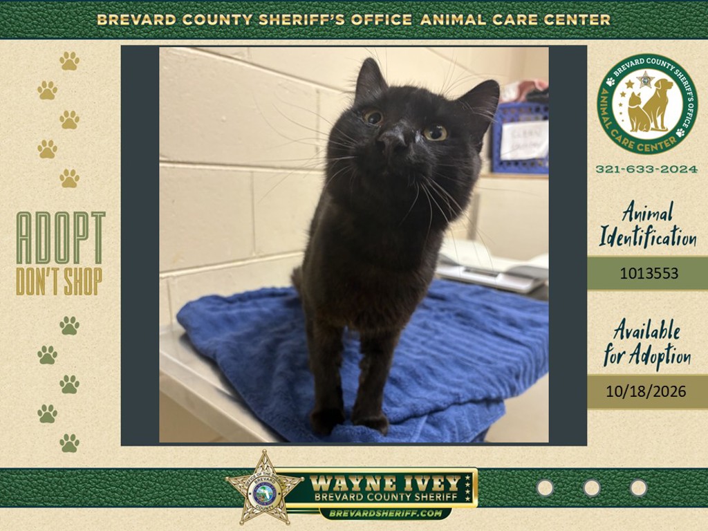 Shelter Stray Male Cat last seen Fernandina Street NW, PALM BAY, FL, 32907, 5100 W Eau Gallie Blvd, Melbourne, FL 32934, USA