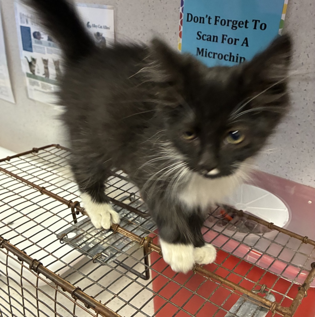 Shelter Stray Male Cat last seen Near N Morton Drive, SALT LAKE CITY, UT, 84116, 511 W 3900 S, Salt Lake City, UT 84123, USA