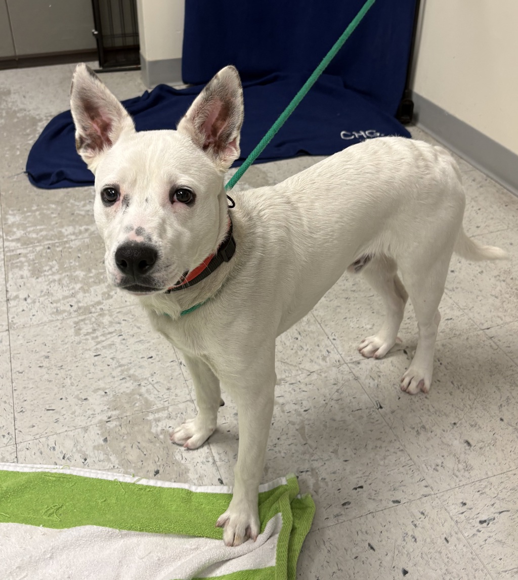 Shelter Stray Male Dog last seen S, SALT LAKE CITY, UT, 84111, 511 W 3900 S, Salt Lake City, UT 84123, USA