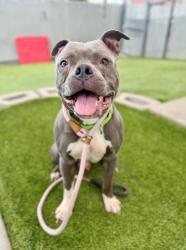 Shelter Stray Male Dog last seen Near E 900 S, SALT LAKE CITY, UT, 84102, 511 W 3900 S, Salt Lake City, UT 84123, USA