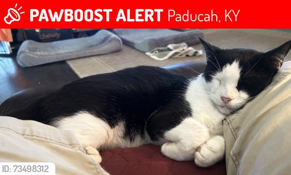 Lost Male Cat last seen Eagle Nest Dr & Hwy 62, Paducah, KY 42003