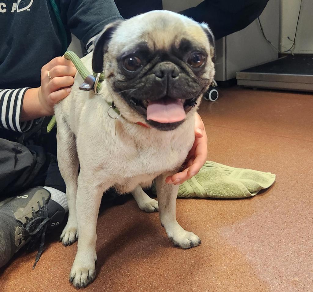 Shelter Stray Female Dog last seen Near School Street, SAN LEANDRO, CA, 94577, 8323 Baldwin St, Oakland, CA 94621, USA