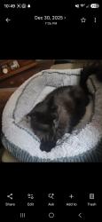 Lost Male Cat last seen Lewis Drive and Cut Off Rd, Richmond Hill, GA 31324