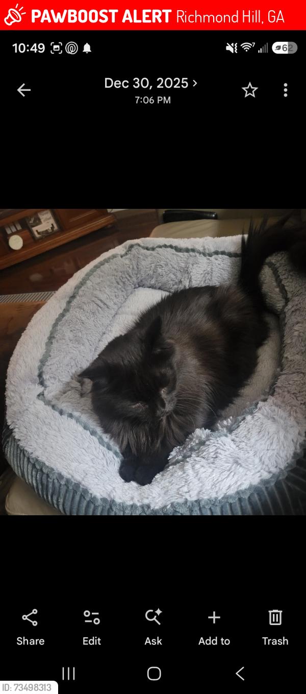 Lost Male Cat last seen Lewis Drive and Cut Off Rd, Richmond Hill, GA 31324
