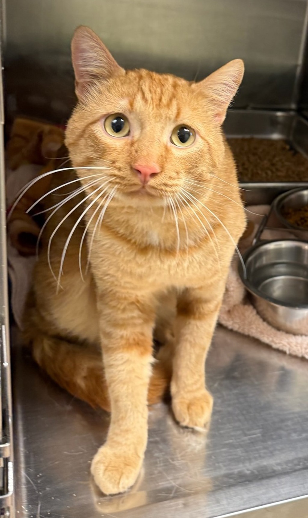 Shelter Stray Male Cat last seen Near 5th Avenue S, GREAT FALLS, MT, 59405, 1010 25th Ave NE, Great Falls, MT 59404, USA