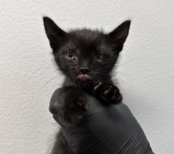 Shelter Stray Male Cat last seen Near Brant Street, San Diego, CA, 92101, 5500 Gaines St, San Diego, CA 92110, USA