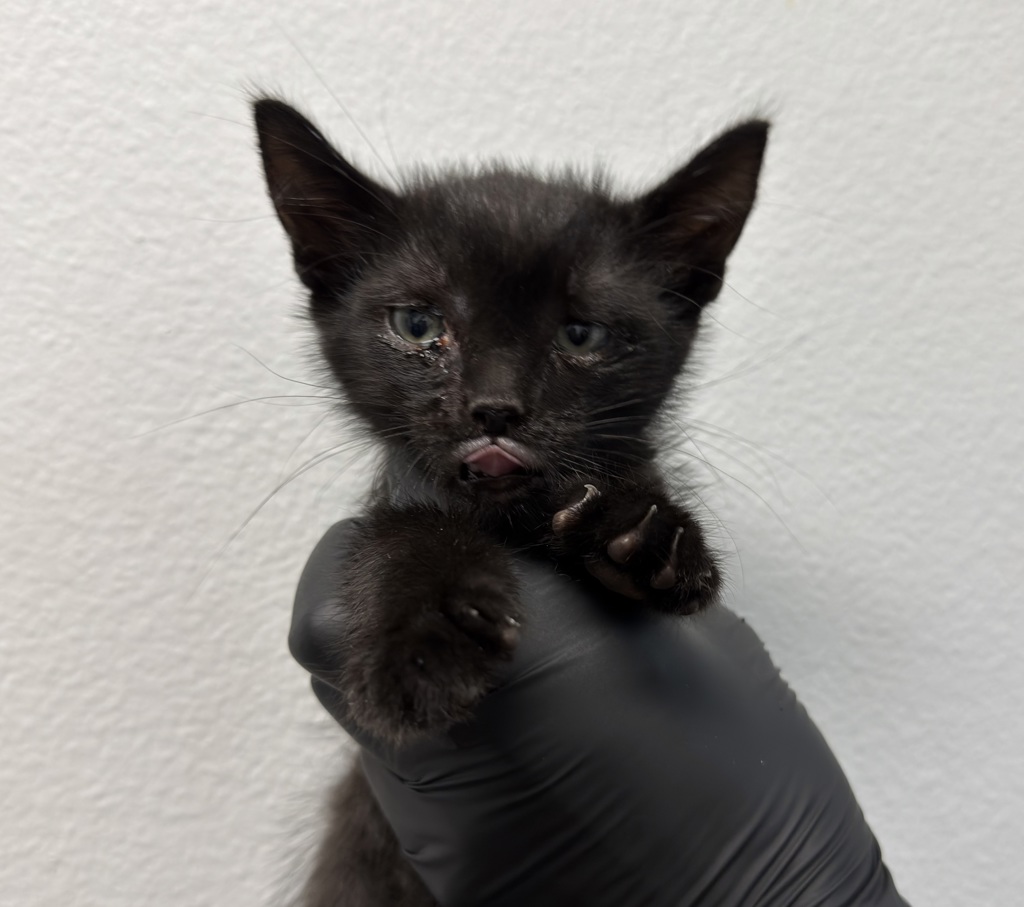 Shelter Stray Male Cat last seen Near Brant Street, San Diego, CA, 92101, 5500 Gaines St, San Diego, CA 92110, USA
