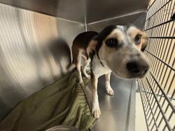 Shelter Stray Male Dog last seen Gaines Mill Lane, AUSTIN, TX, 78745, 7201 Levander Loop bldg a, Austin, TX 78702, USA