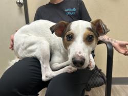 Shelter Stray Male Dog last seen Near N Sante Fe Avenue, Vista, CA, 92084, Oceanside, CA 92058, USA