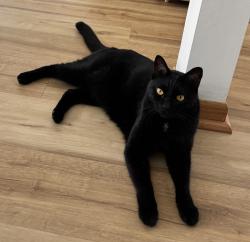 Reunited Male Cat last seen Near prairie elementary school, Buffalo Grove, IL 60089