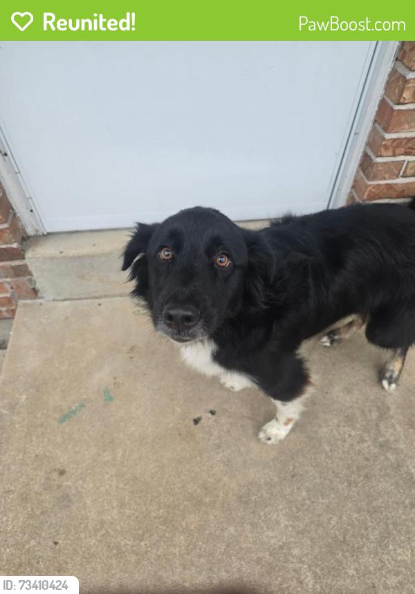 Reunited Female Dog last seen Maple Ave and larimore, St. Louis, MO 63138