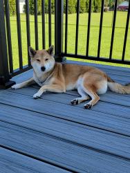 Reunited Male Dog last seen Behind Post Office in Erwin, NC, Erwin, NC 28339