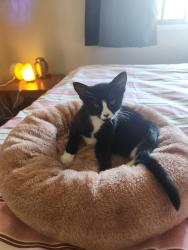 Lost Male Cat last seen Margate QLD 4019, Margate, QLD 4019
