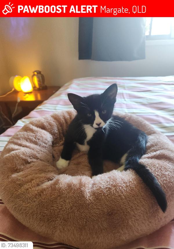 Lost Male Cat last seen Margate QLD 4019, Margate, QLD 4019