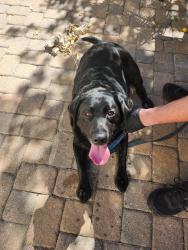 Reunited Female Dog last seen Mcmurdo gulch ct and cherry creek, Parker, CO 80134