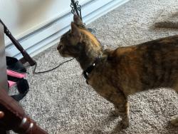 Reunited Female Cat last seen The james apmts! we think she got out during the storm :(, Lakewood, WA 98499