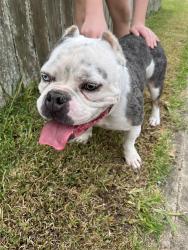 Found/Stray Male Dog last seen Wembley way and wirchisshire, Rosenberg, TX 77471