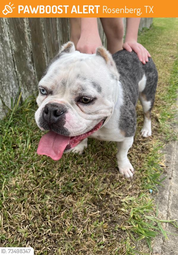 Found/Stray Male Dog last seen Wembley way and wirchisshire, Rosenberg, TX 77471