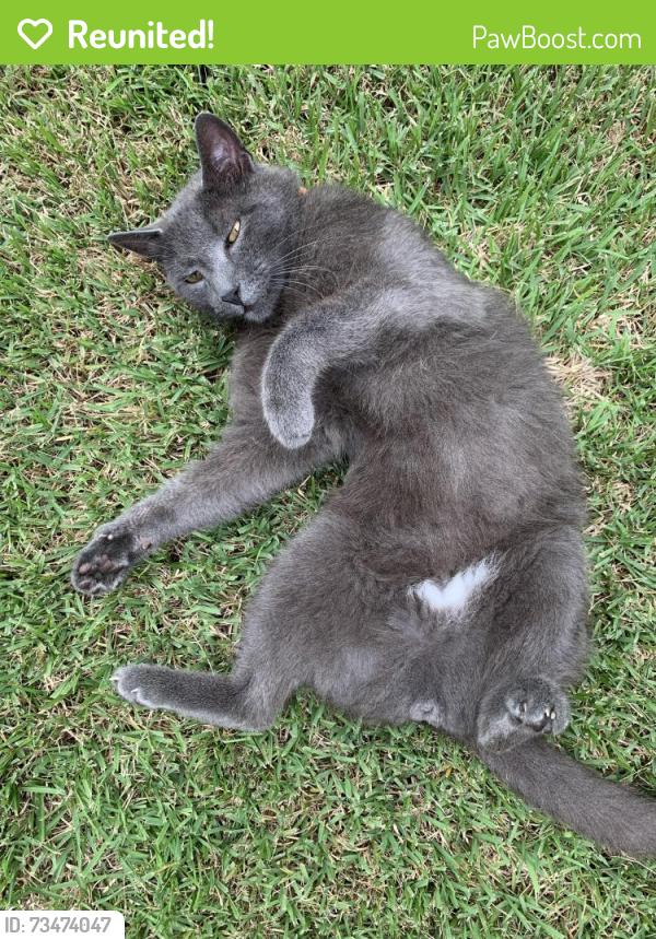 Reunited Male Cat last seen Five Forks Plantation, Simpsonville, SC 29681