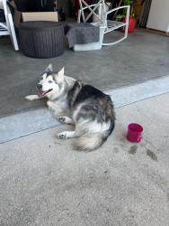 Reunited Female Dog last seen Beulah rd & Helms rd, Escambia County, FL 32526