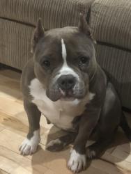 Reunited Female Dog last seen Cape hickory rd, Hickory, NC 28637