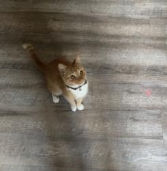 Lost Female Cat last seen Spartanwood neighborhood, Spartanburg, SC 29307