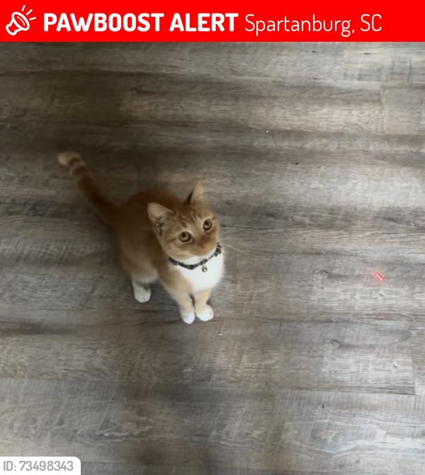 Lost Female Cat last seen Spartanwood neighborhood, Spartanburg, SC 29307