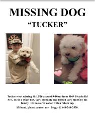 Lost Male Dog last seen Blountstown Rd, Tallahassee, FL 32304