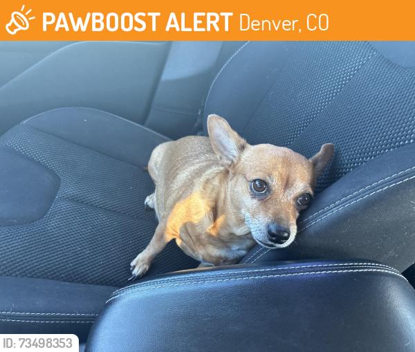 Found/Stray Female Dog last seen East side of 9th and Sheridan., Denver, CO 80204