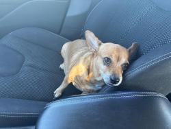 Found/Stray Female Dog last seen East side of 9th and Sheridan., Denver, CO 80204
