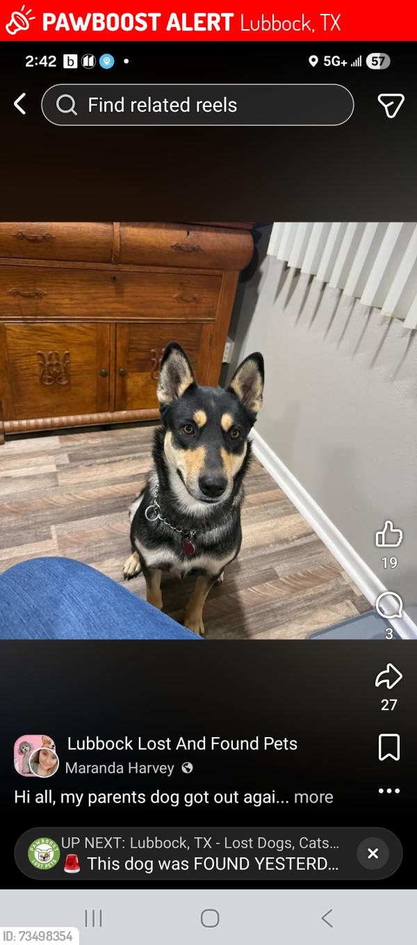 Lost Female Dog last seen 45th and indiana, Lubbock, TX 79413