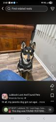 Lost Female Dog last seen 45th and indiana, Lubbock, TX 79413