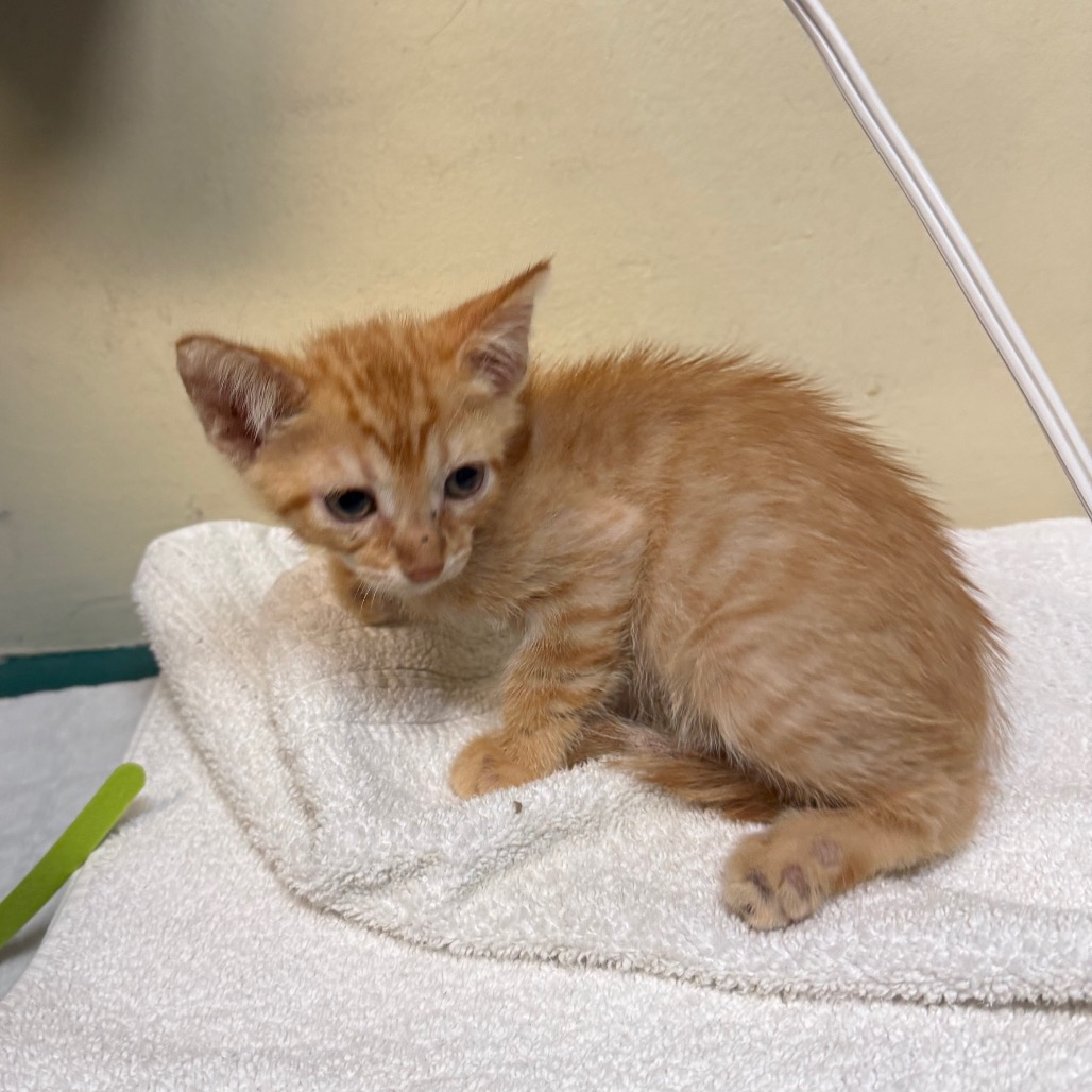 Shelter Stray Male Cat last seen , 361 S Raymond Ave, Pasadena, CA 91105, USA