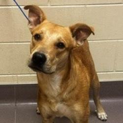 Shelter Stray Male Dog last seen , 3428 S Jenkins Ave, Norman, OK 73072, USA