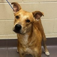 Shelter Stray Male Dog last seen , 3428 S Jenkins Ave, Norman, OK 73072, USA