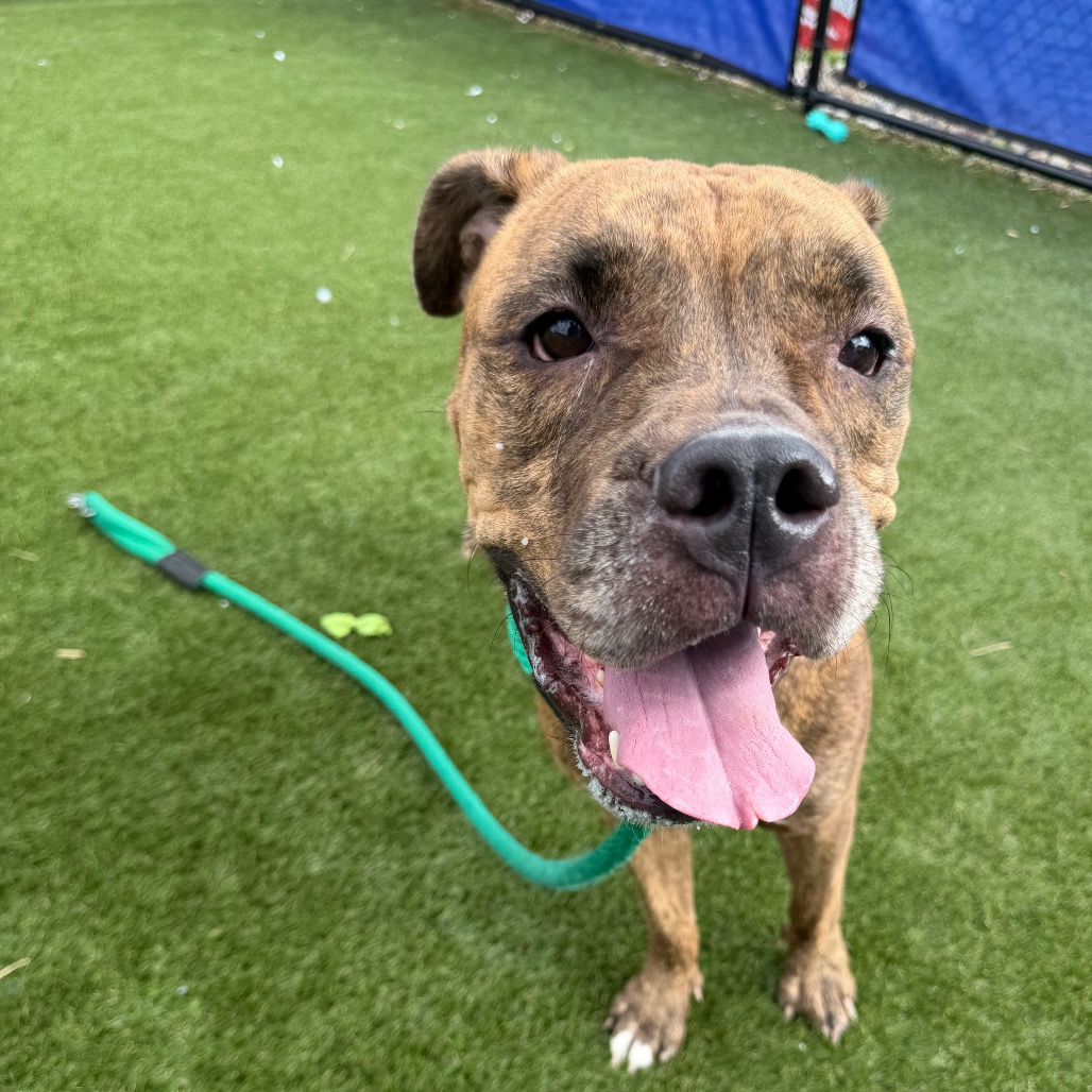 Shelter Stray Female Dog last seen , Animal Care & Control Team of Philly, 111 W Hunting Park Ave, Philadelphia, PA 19140, USA