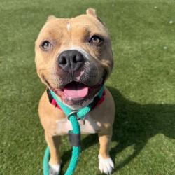 Shelter Stray Female Dog last seen , Animal Care & Control Team of Philly, 111 W Hunting Park Ave, Philadelphia, PA 19140, USA
