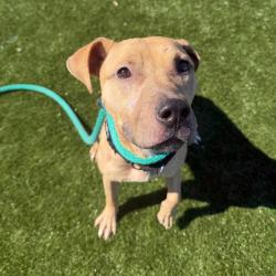 Shelter Stray Male Dog last seen , Animal Care & Control Team of Philly, 111 W Hunting Park Ave, Philadelphia, PA 19140, USA