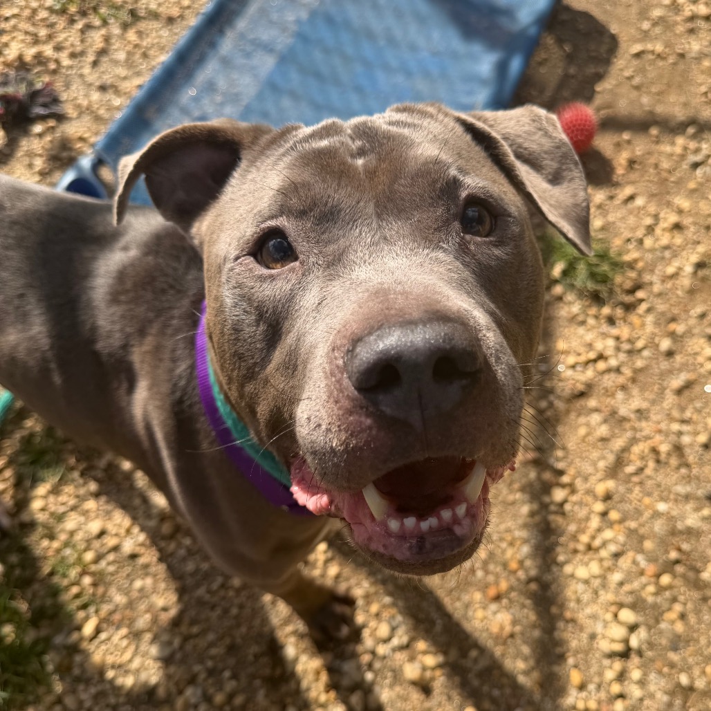Shelter Stray Male Dog last seen , Animal Care & Control Team of Philly, 111 W Hunting Park Ave, Philadelphia, PA 19140, USA